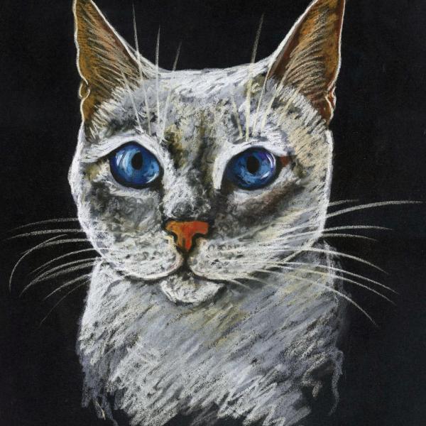 Portrait of a cat